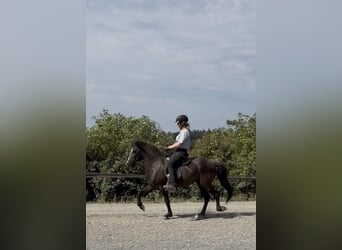 Icelandic Horse, Mare, 6 years, 12.3 hh