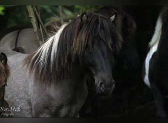 Icelandic Horse, Mare, 6 years, 12.3 hh, Grullo Icelandic Horse, Mare, 6 years, 12.3 hh, Grullo