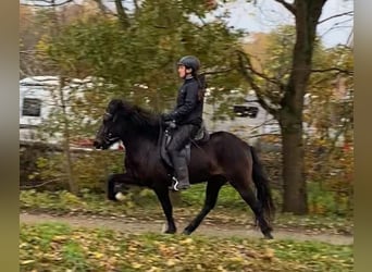 Icelandic Horse, Mare, 6 years, 13.1 hh, Bay-Dark