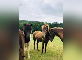 Icelandic Horse, Mare, 6 years, 13.1 hh, Black