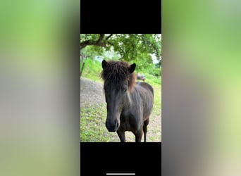 Icelandic Horse, Mare, 6 years, 13,1 hh, Black