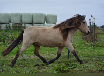 Icelandic Horse, Mare, 6 years, 13.1 hh