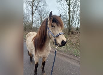 Icelandic Horse, Mare, 6 years, 13.1 hh