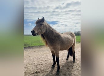 Icelandic Horse, Mare, 6 years, 13.1 hh