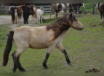 Icelandic Horse, Mare, 6 years, 13.1 hh