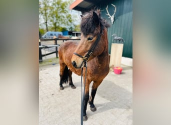 Icelandic Horse, Mare, 6 years, 13.1 hh, Brown