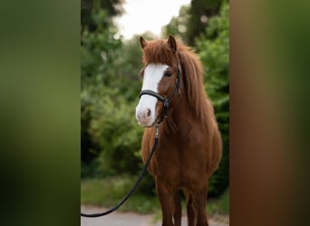 Icelandic Horse, Mare, 6 years, 13.1 hh, Chestnut-Red