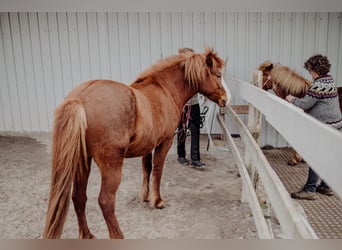 Icelandic Horse, Mare, 6 years, 13.1 hh, Chestnut-Red