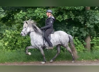 Icelandic Horse, Mare, 6 years, 13.1 hh, Gray