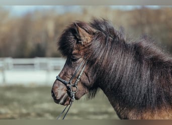 Icelandic Horse, Mare, 6 years, 13.2 hh, Black