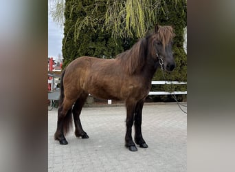 Icelandic Horse, Mare, 6 years, 13.2 hh, Black