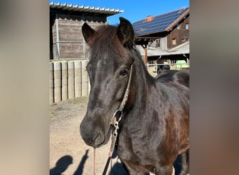 Icelandic Horse, Mare, 6 years, 13,2 hh, Black