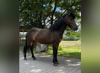 Icelandic Horse, Mare, 6 years, 13.2 hh, Brown