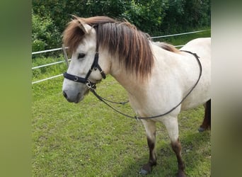 Icelandic Horse, Mare, 6 years, 13,2 hh, Buckskin