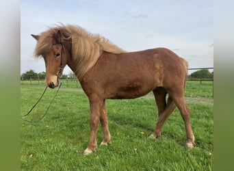 Icelandic Horse, Mare, 6 years, 13.2 hh, Chestnut-Red