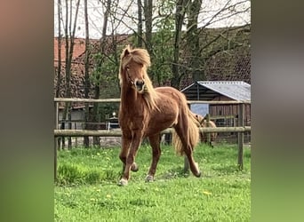 Icelandic Horse, Mare, 6 years, 13.2 hh, Chestnut-Red