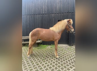 Icelandic Horse, Mare, 6 years, 13.2 hh, Chestnut-Red