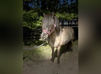 Icelandic Horse, Mare, 6 years, 13.2 hh, Dun