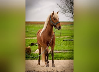 Icelandic Horse, Mare, 6 years, 13.2 hh