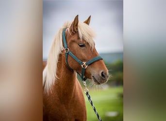 Icelandic Horse, Mare, 6 years, 13.2 hh