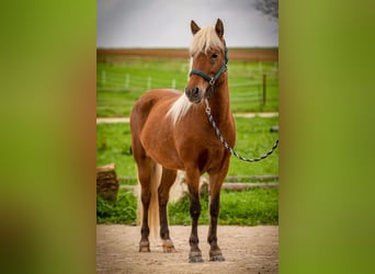 Icelandic Horse, Mare, 6 years, 13.2 hh