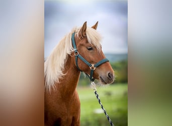 Icelandic Horse, Mare, 6 years, 13.2 hh