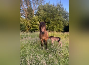 Icelandic Horse, Mare, 6 years, 13.2 hh