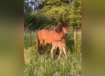 Icelandic Horse, Mare, 6 years, 13.2 hh