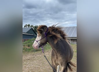 Icelandic Horse, Mare, 6 years, 13.2 hh