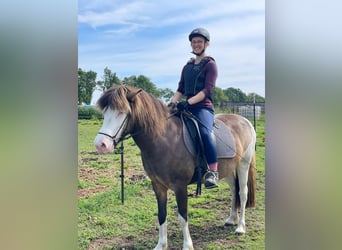Icelandic Horse, Mare, 6 years, 13.2 hh
