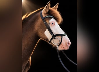 Icelandic Horse, Mare, 6 years, 13.2 hh