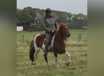 Icelandic Horse, Mare, 6 years, 13.2 hh, Pinto