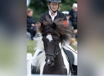 Icelandic Horse, Mare, 6 years, 13,2 hh, Pinto