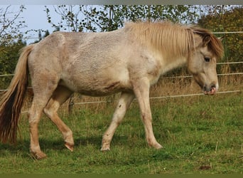 Islandpferd, Stute, 6 Jahre, 13,2 hh, Schecke