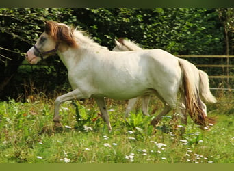 Islandpferd, Stute, 6 Jahre, 13,2 hh, Schecke