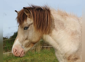 Islandpferd, Stute, 6 Jahre, 13,2 hh, Schecke