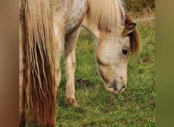 Islandpferd, Stute, 6 Jahre, 13,2 hh, Schecke