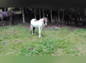 Icelandic Horse, Mare, 6 years, 13.2 hh, Pinto
