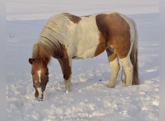 Icelandic Horse Mix, Mare, 6 years, 13.2 hh, Pinto