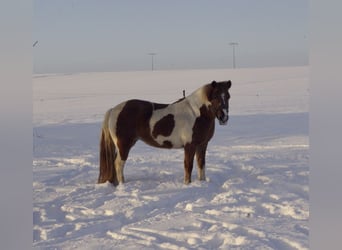 Icelandic Horse Mix, Mare, 6 years, 13.2 hh, Pinto