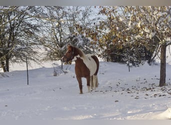 Icelandic Horse Mix, Mare, 6 years, 13.2 hh, Pinto