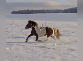 Icelandic Horse Mix, Mare, 6 years, 13.2 hh, Pinto