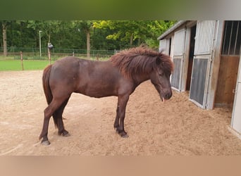Icelandic Horse, Mare, 6 years, 13.2 hh, Smoky-Black