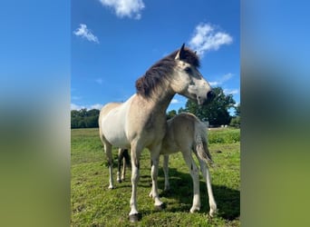 Icelandic Horse, Mare, 6 years, 13.2 hh, Tobiano-all-colors