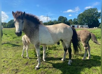 Icelandic Horse, Mare, 6 years, 13.2 hh, Tobiano-all-colors