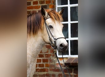 Icelandic Horse, Mare, 6 years, 13,2 hh, Tobiano-all-colors