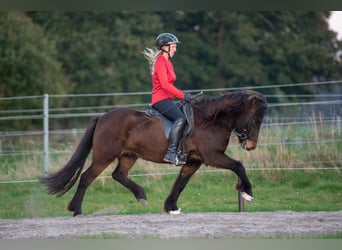 Icelandic Horse, Mare, 6 years, 13,3 hh, Bay-Dark