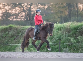 Icelandic Horse, Mare, 6 years, 13,3 hh, Bay-Dark