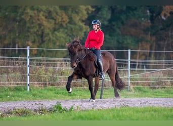 Icelandic Horse, Mare, 6 years, 13,3 hh, Bay-Dark