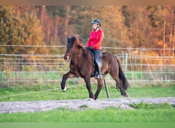 Icelandic Horse, Mare, 6 years, 13,3 hh, Bay-Dark